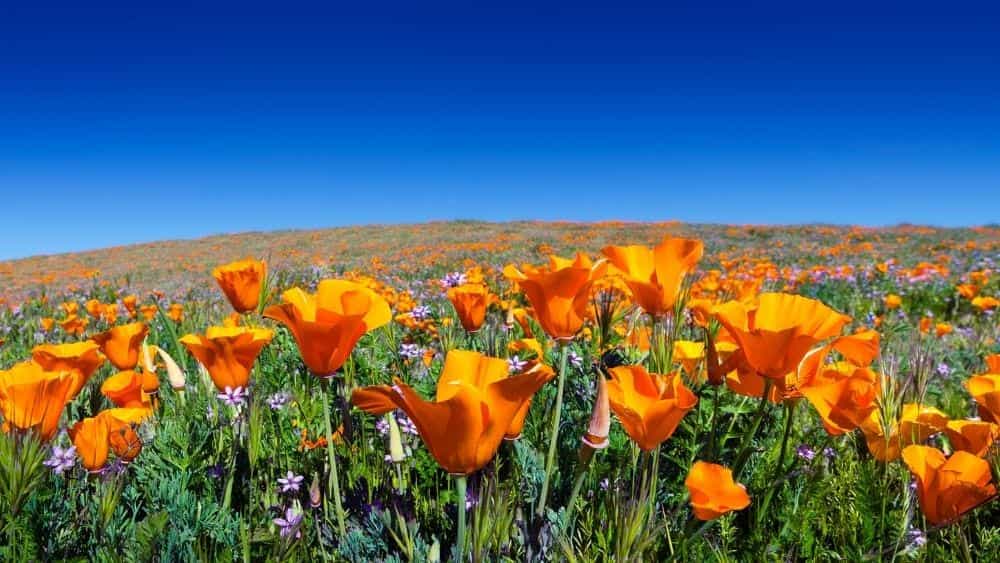 eschscholzia californica
