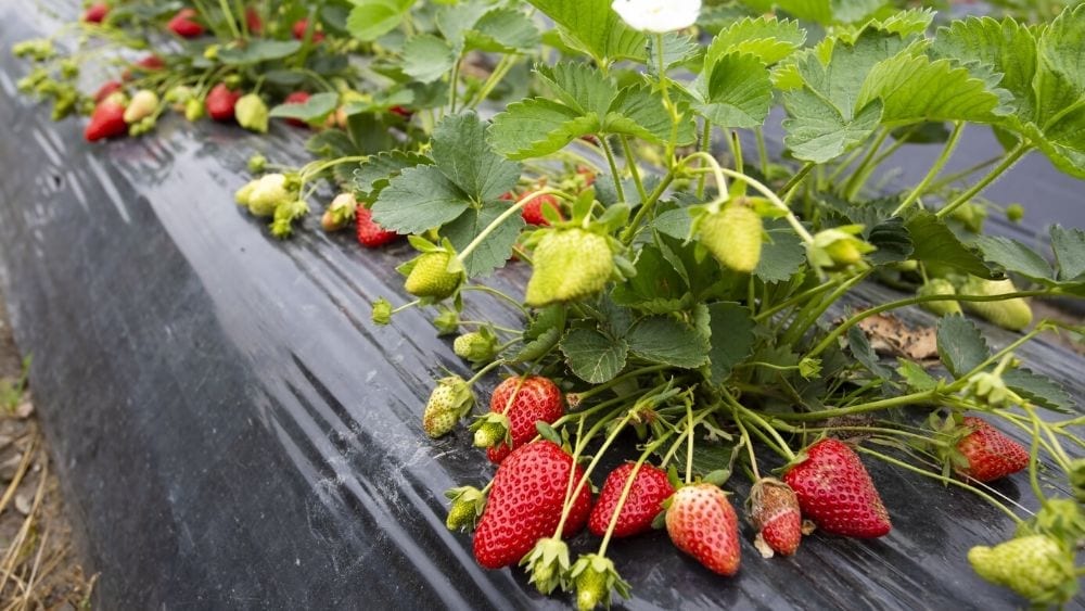 Cómo Cultivar su Propia comida: 8 Consejos para Comenzar a Cultivar un  Huerto en el Patio Trasero - Casas Nuevas Aqui