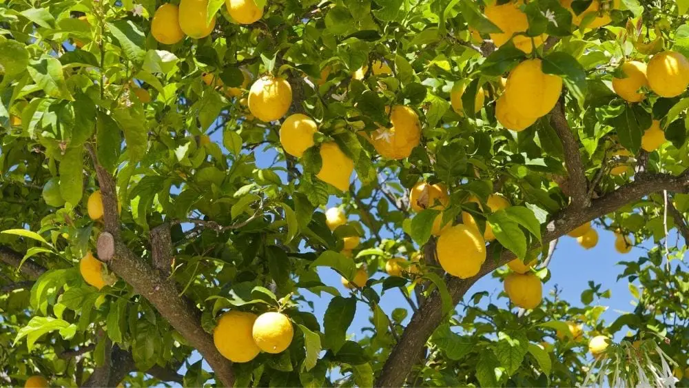 limones