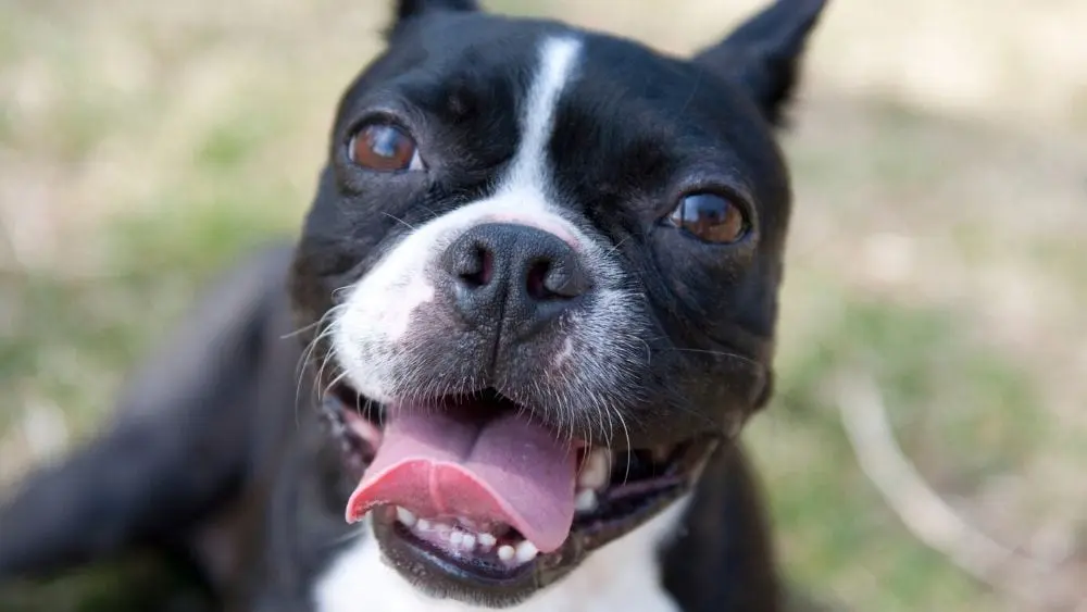 boston-terrier