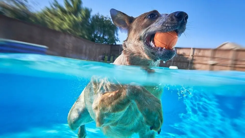 perro en piscina