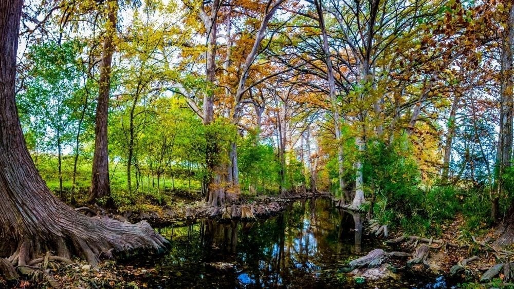 bosque en Cibolo