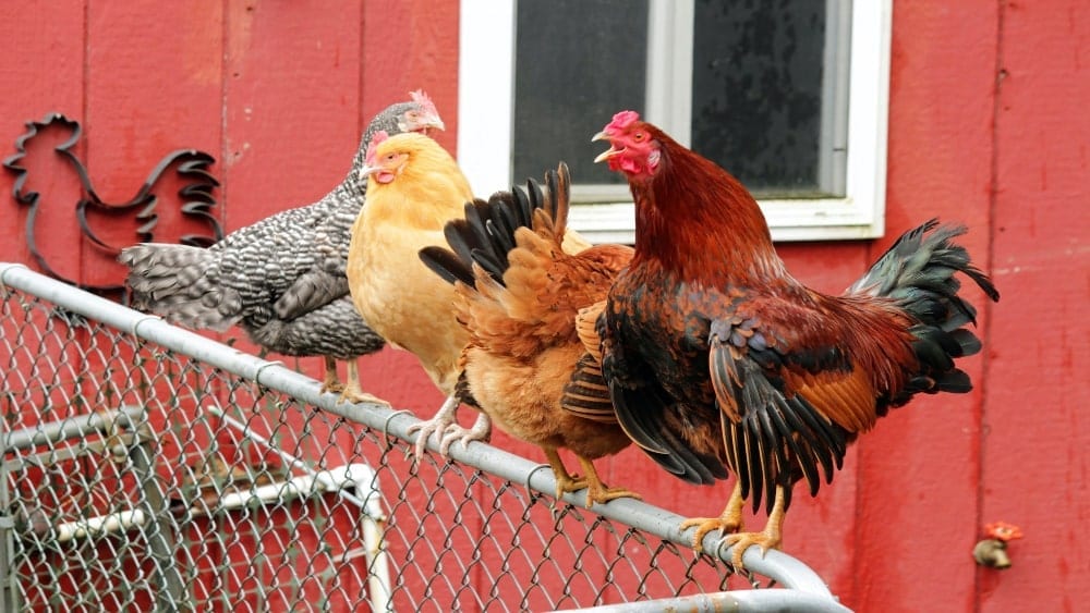 Los animales de granja y sus crías para niños, Familia de animales