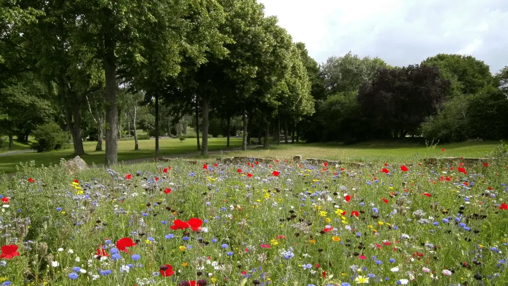 campo de flores