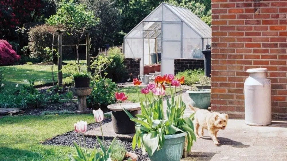 perro en un jardín