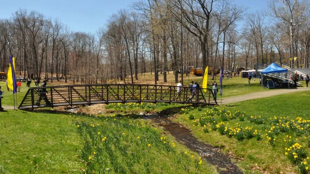 festival de narcisos en meriden, connecticut