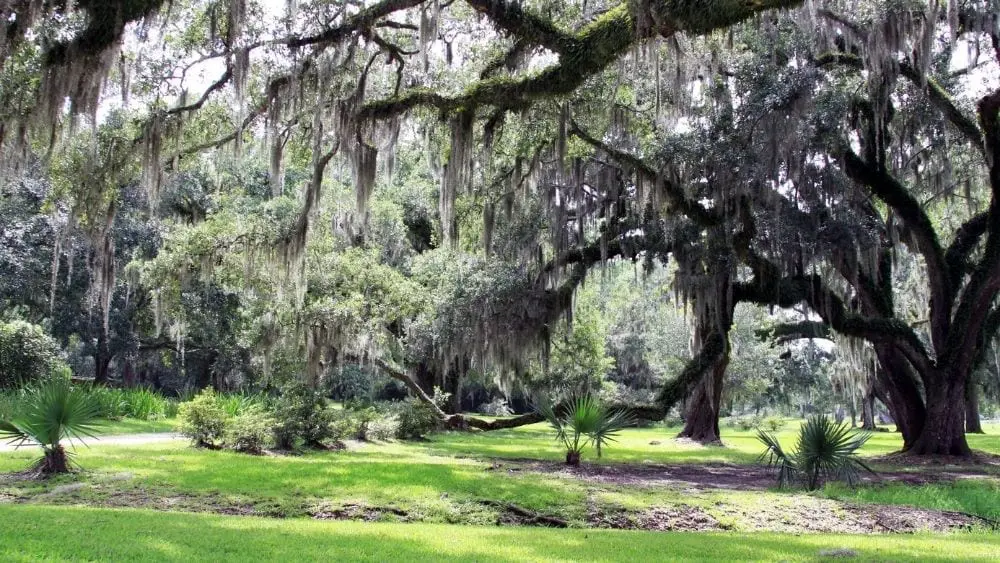 Musgo español en un roble en New Iberia, Luisiana