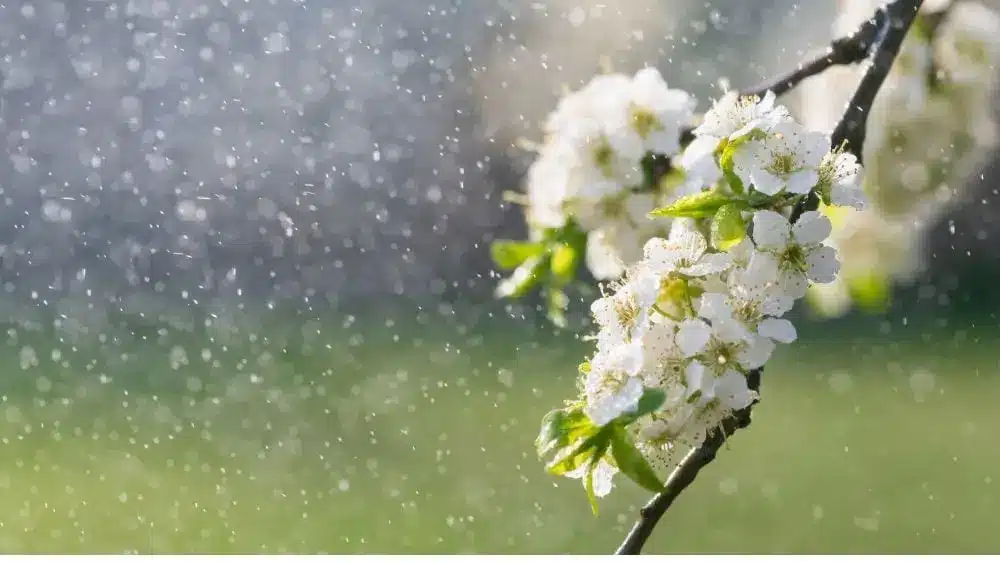 lluvia sobre flores